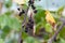 Dry blackcurrant fruits on a branch