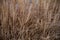 Dry blades of straws and spikelets of cereal plant textured background. Natural brown dried grass backdrop. Autumn textures.