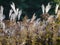 Dry blossomed out different grasses and dry conditions in the foreground, very strongly blurred background,