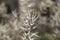 Dry borriquero thistle