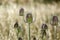 Dry borriquero thistle