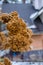 Dry branch hydrangea on a bush in the garden in winter