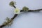 Dry branch, moss and white chrysanthemum on a white background