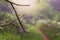 Dry branch with wet cobweb in the woods in the morning. The path