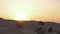 Dry branches bush on background golden sunset over sand dunes in wild desert