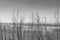 dry branches of grass against the background of a seascape - black and white photo