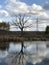 Dry branches of a lonely tree by the river. Reflection of a dry tree in water at a pond. On the lake, a tree is struck by