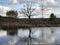 Dry branches of a lonely tree by the river. Reflection of a dry tree in water at a pond. On the lake, a tree is struck by