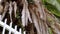 Dry branches of palm tree close up over white wooden garden fence.