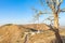 Dry branches of stand alone tree without any leafs on blue sky. from the sun temple view point near Galtaji Temple or the Monkey P