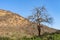 Dry branches of stand alone tree without any leafs on blue sky. from the sun temple view point near Galtaji Temple or the Monkey P