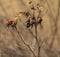 Dry branches of wild rose with berries last yea