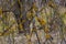 Dry branches with yellow lichen. Xanthoria parietina