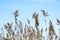 Dry brooms of reeds against the blue clear sky. Natural background