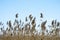 Dry brooms of reeds against the blue clear sky. Natural background