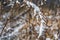 The dry brown branches of sagebrush with snow in a park in winter