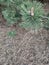 Dry brown earth, grass, spruce needles and fir cones