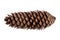 Dry brown elongated pine cone