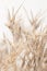 Dry brown gold color reed grass heads in  light background macro vertical