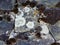 Dry Brown Moss and White Lichen on Old Rock Wall