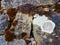 Dry Brown Moss and White Lichen on Old Stone Wall