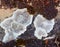 Dry Brown Moss and White Lichen on Old Stone Wall