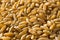 Dry Brown Organic Khorasan Wheat