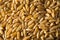 Dry Brown Organic Khorasan Wheat