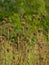 Dry brown overblown knapweed flowers