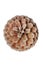 Dry brown pine cone