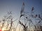 Dry brown river cane in the sunny sunset rays of the winter. Beautiful reed tassel