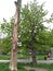 a dry brown trunk of a large tree next to a green blazing tree