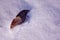 Dry brown willow leaf frozen in snow surface