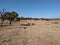 Dry brown winter`s grassland landscape photo under a clear blue sky