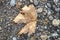 Dry Brownish Autumn Leaf on Asphalt Background Top View