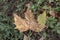 Dry Brownish Autumn Leaf on Green Grass Top View