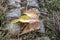 Dry Brownish Autumn Leaf on Stone Pavement Top View