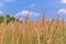 Dry brush of ripe grass field on a blue sky background