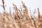 Dry bulrush plant