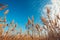 Dry bulrush reed, low angle