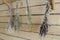 Dry bundles of medicinal plants hanging on the wall of the boards. Background, blurred