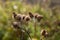 Dry burdock in the autumn