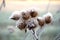 Dry burdock flower covered with frost. Autumn