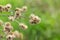 Dry burdock heads closeup on green background