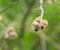 Dry burdock heads closeup on green background