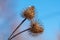 Dry burdock seed head or burr against blue sky