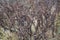 Dry burdock thickets at daylight, close-up with selective focus