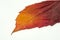 Dry burgundy-yellow leaf on a white background.