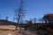 Dry burnt California hillside charred and devastated by a forest wildfire