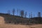 Dry burnt California hillside charred and devastated by a forest wildfire